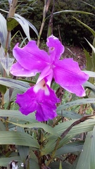 Sobralia macrantha