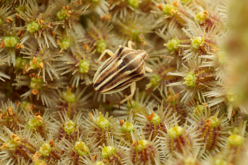 Tholagmus strigatus