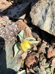 Fritillaria glauca
