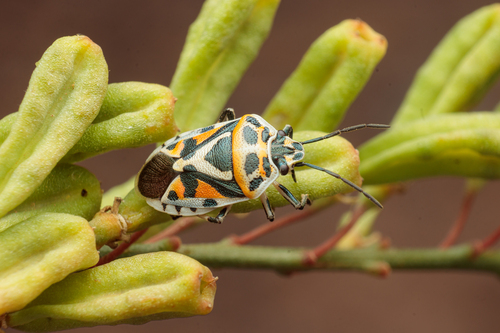 red cabbage bug