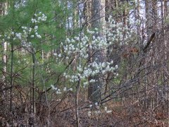 Amelanchier canadensis