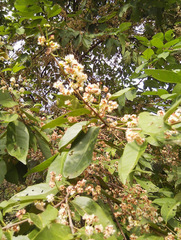 Syzygium polyanthum