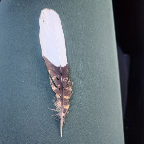 Eastern Whip-poor-will observed by becca_j