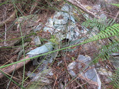 Pseudopanax crassifolius