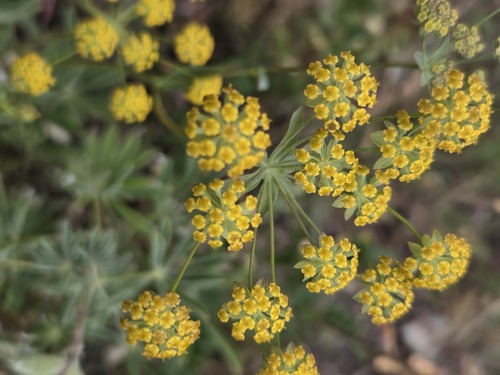 Bupleurum americanum, photograph 6