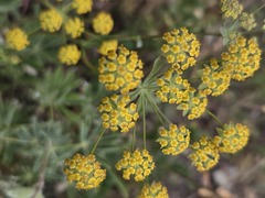 Bupleurum americanum, photograph author not stated, no rights reserved