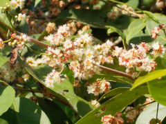 Syzygium polyanthum