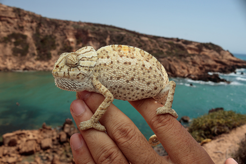 Common Chameleon