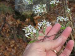 Amelanchier canadensis