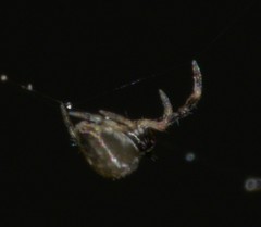 Araneidae