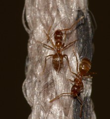 Formicidae
