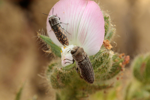 Acmaeoderella adspersula