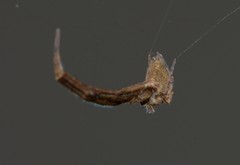Uloborus plumipes