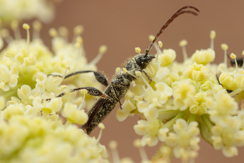 Stenopterus ater