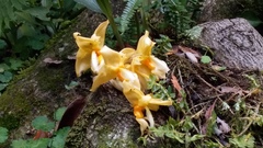 Stanhopea