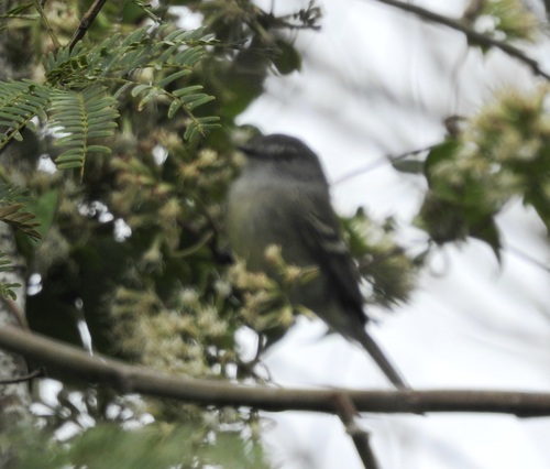 Straneck's Tyrannulet (Serpophaga griseicapilla), photo 5