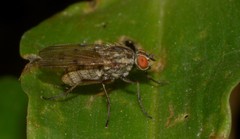 Brachycera
