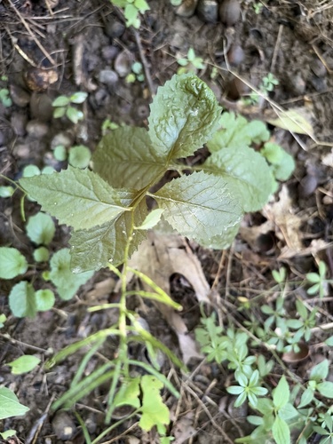 Iodanthus pinnatifidus, 2026-08-03