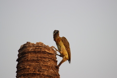 Colaptes punctigula