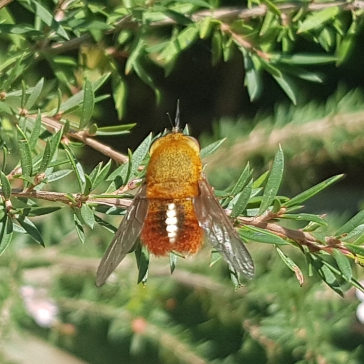 Sisyromyia rutila