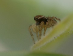 Aphirape