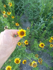 Helianthus laciniatus
