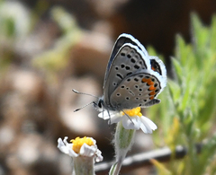 Icaricia lupini texanus