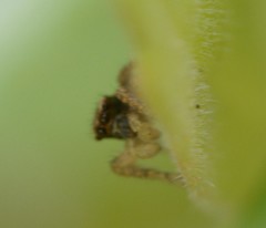 Aphirape