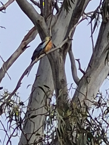 Adelaide Rosella