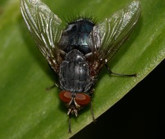 Calliphora vicina