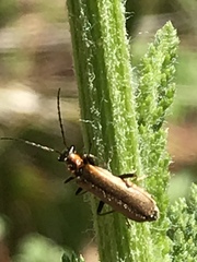 Podabrus cavicollis
