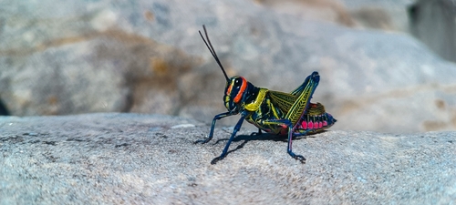 Xestotrachelus robustus