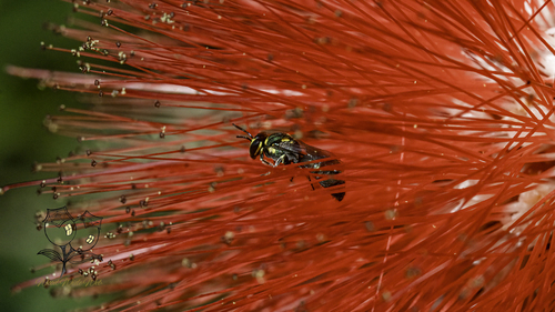 Disrupted Beautiful-Masked bee photo 4