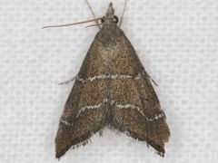 Aethiophysa extorris