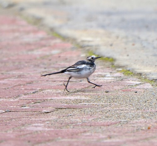 White Wagtail