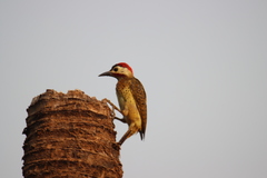 Colaptes punctigula