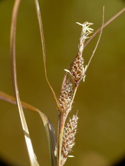 Carex comans