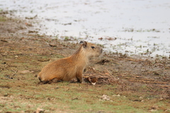 Hydrochoerus isthmius