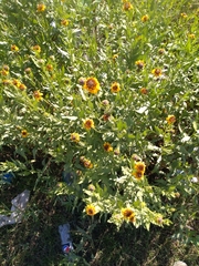 Helianthus laciniatus