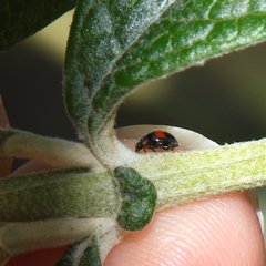 Diomus notescens