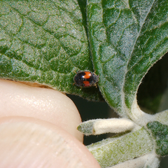 Diomus notescens