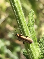 Podabrus cavicollis