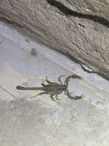 Paruroctonus gracilior