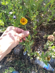 Helianthus laciniatus