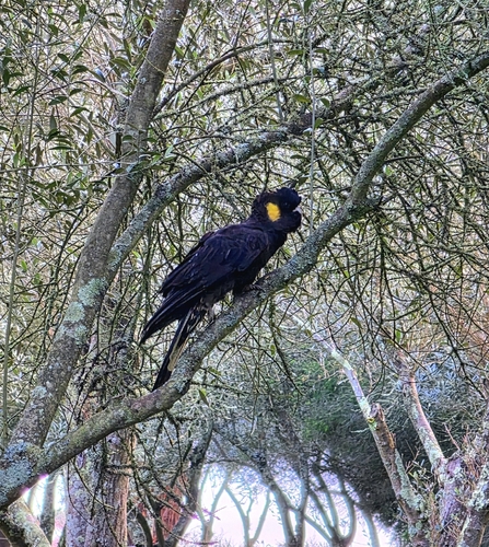 Yellow-tailed Black Cockatoo