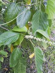 Claoxylon indicum