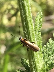 Podabrus cavicollis