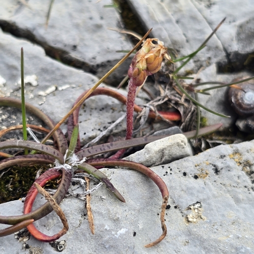 Sea Plantain
