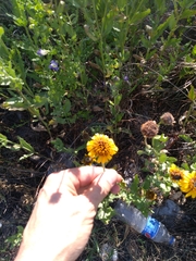 Helianthus laciniatus