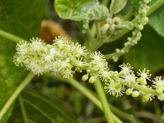 Claoxylon indicum